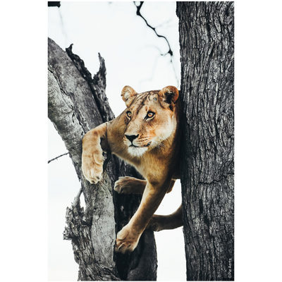 Hahnemuhle German Etching (per square inch)