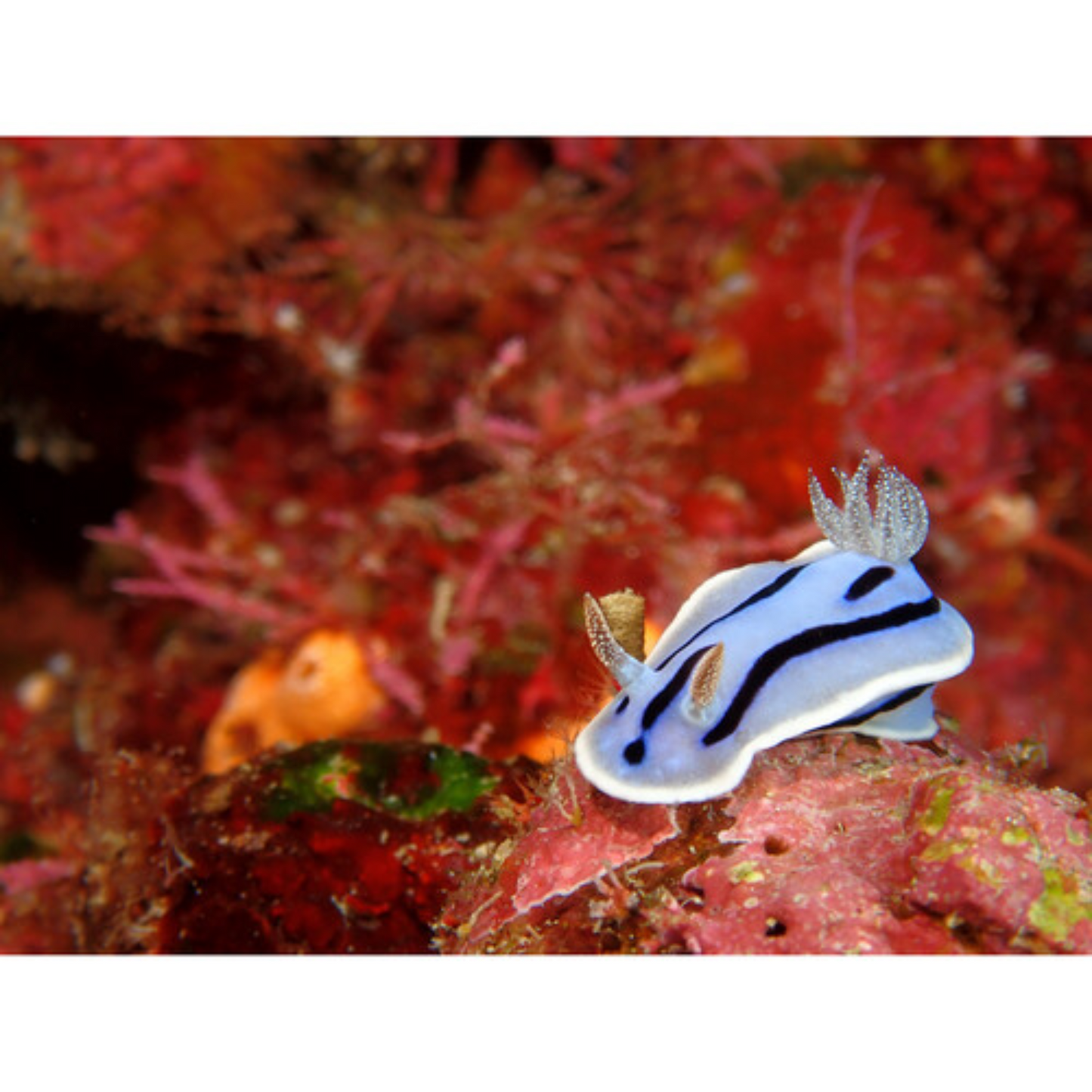 Olympus Tough TG-7 Digital Camera Bundle (Red)