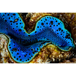 Giant Clam Landscape