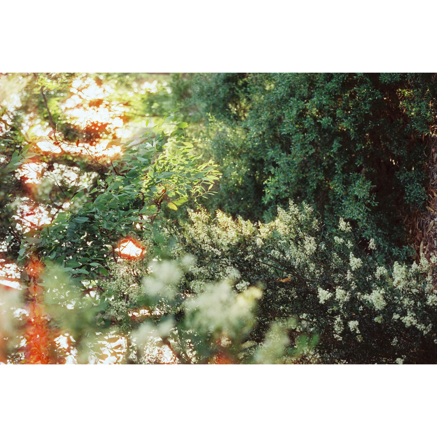 FilmNeverDie SORA 200 Colour Negative Film (35mm, 36 exp.)
