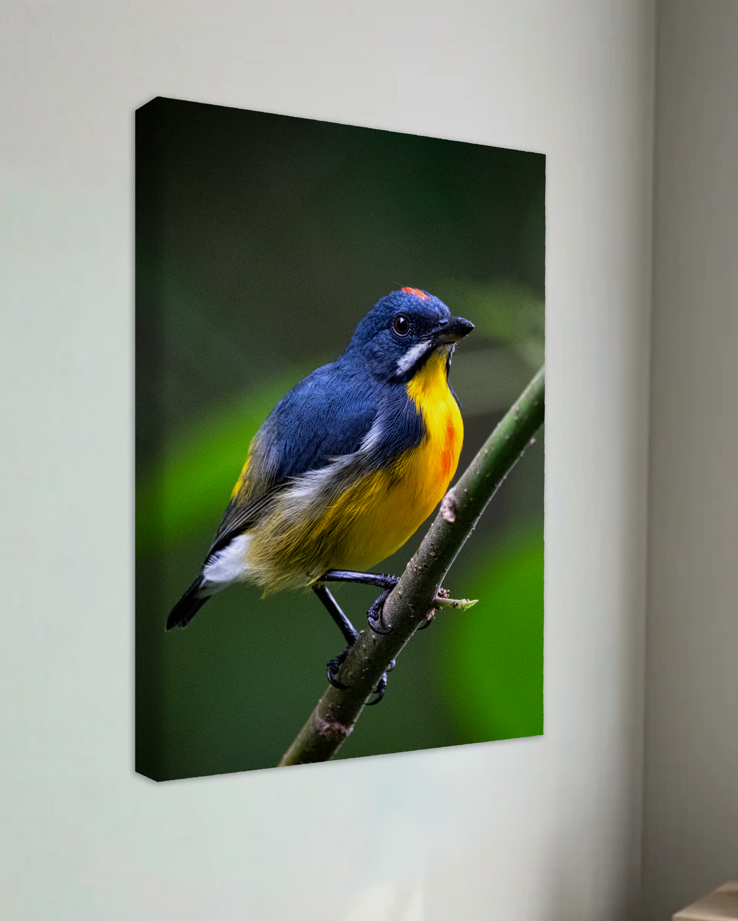 Palawan Flowerpecker