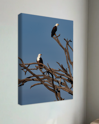 African Fish Eagles