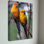 Sun Conures