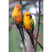 Sun Conures