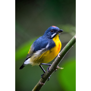 Palawan Flowerpecker