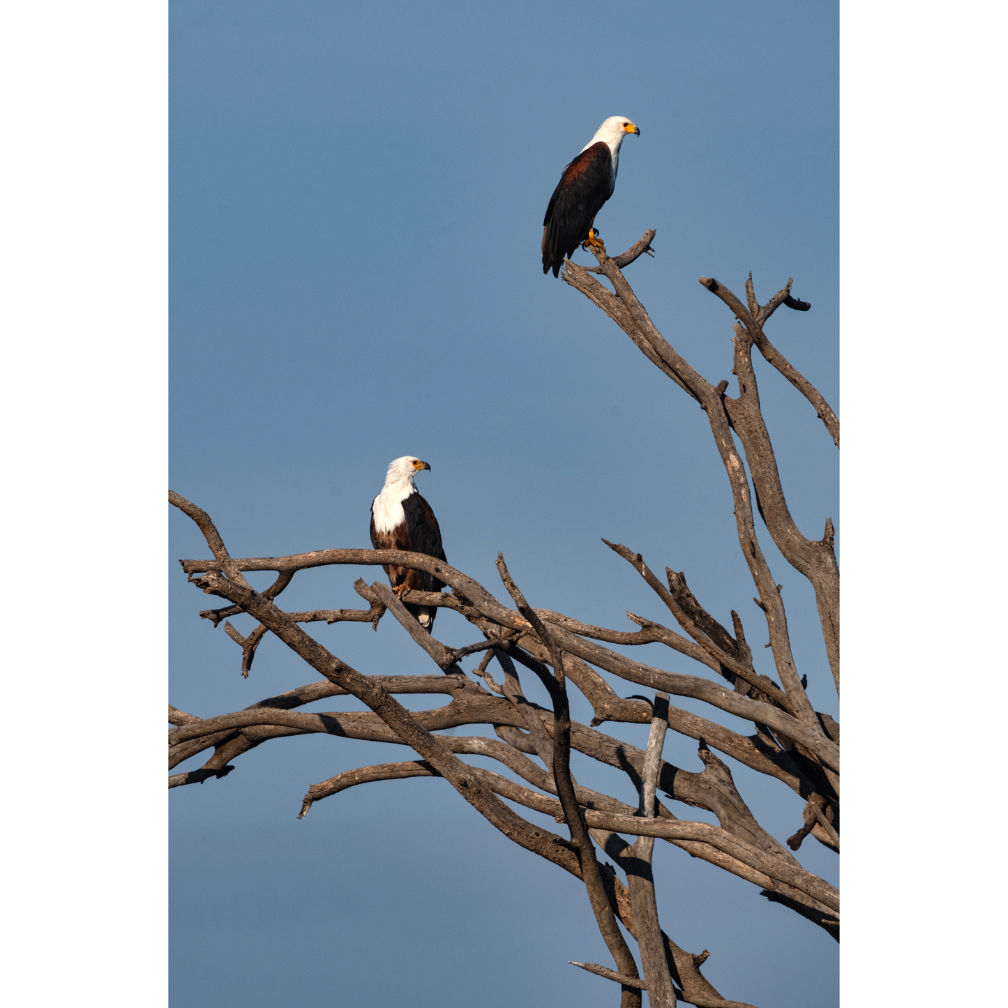 African Fish Eagles