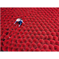 Quang Phu Cau Incense Village