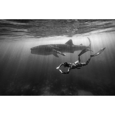 Whale Shark