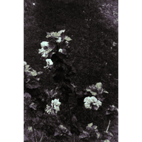 Dark Floral
