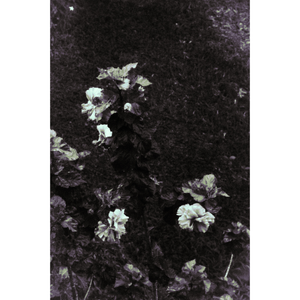 Dark Floral