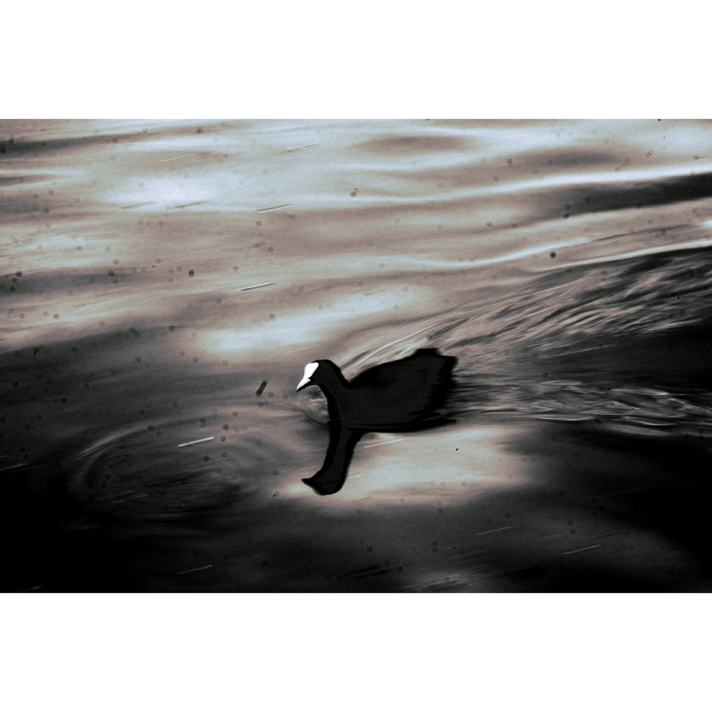Duck Breaking Water