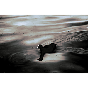 Duck Breaking Water