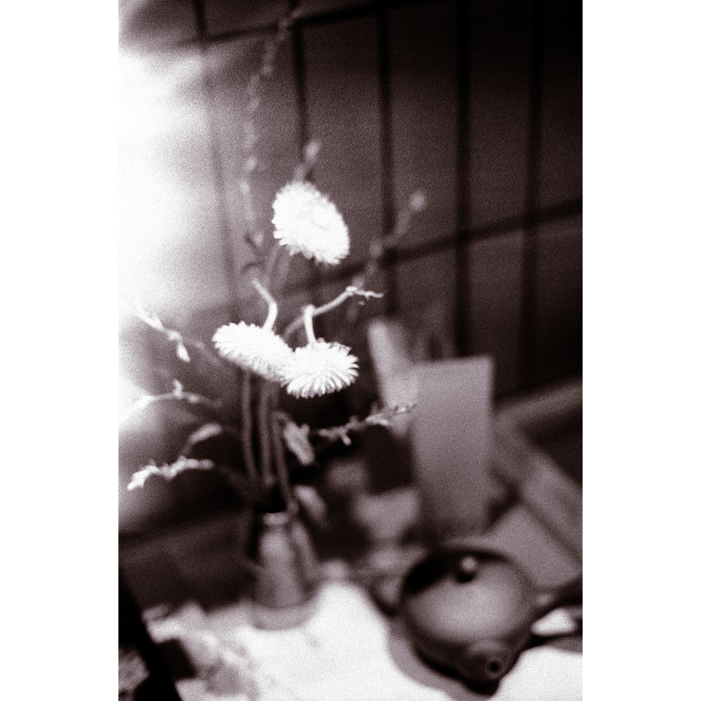 Floral Light Streak