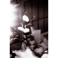 Floral Light Streak