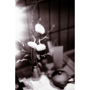 Floral Light Streak