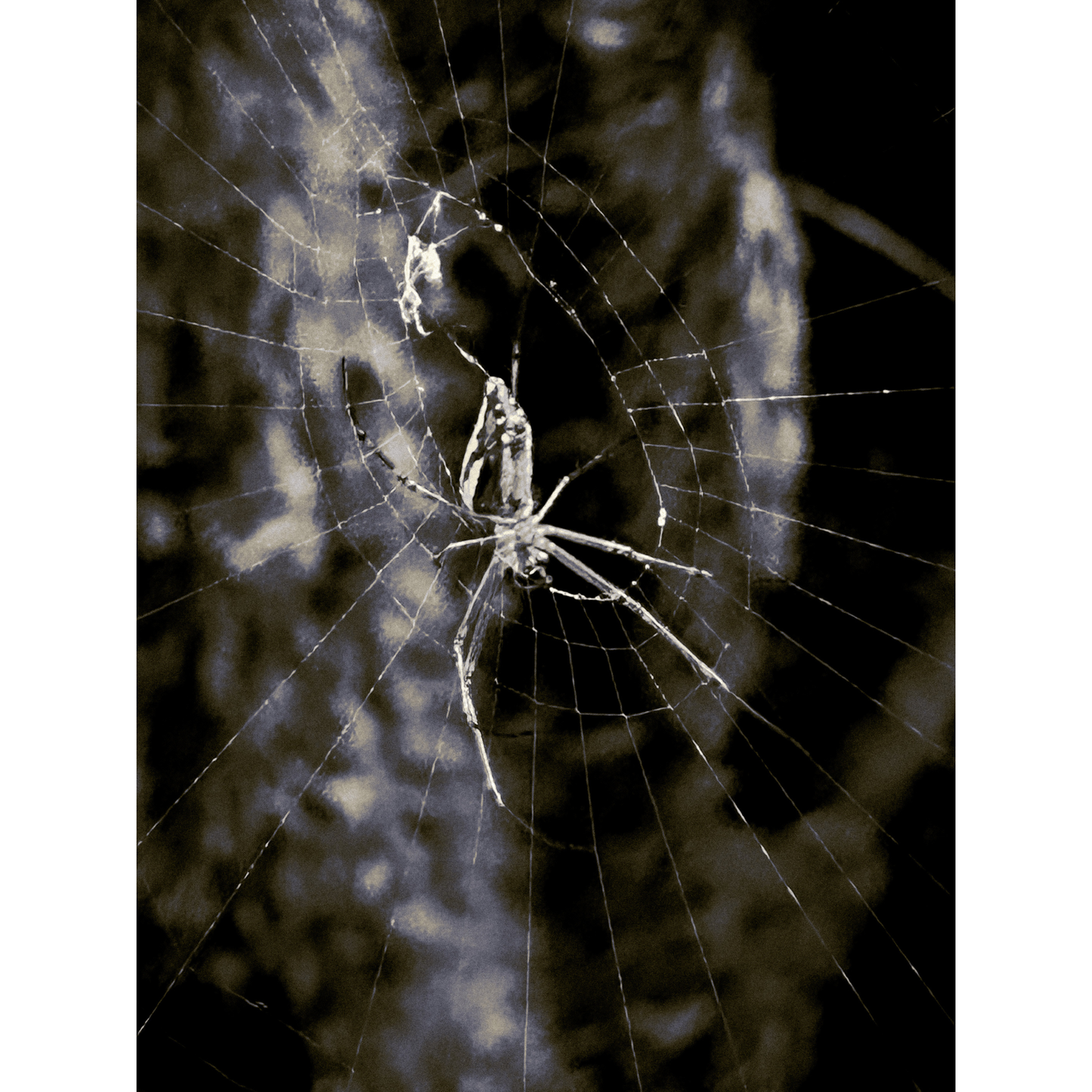 Spider-belly