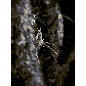 Spider-belly