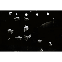 Weird Fishes