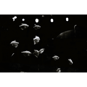 Weird Fishes