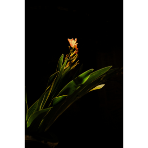 Lone Flower