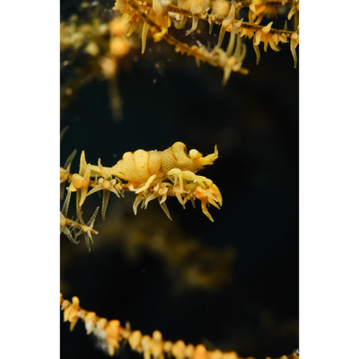 Anker's Whip Coral Shrimp