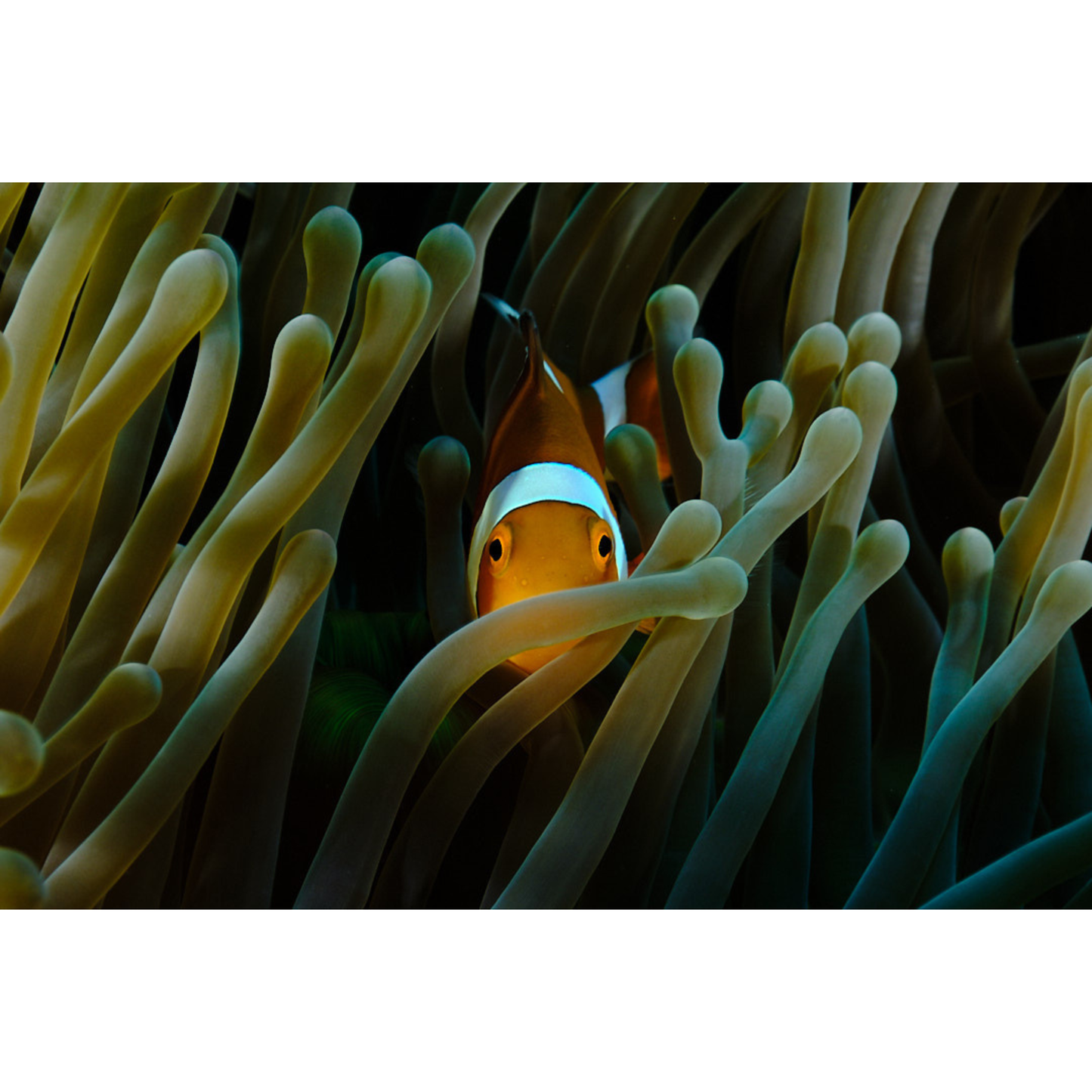 Nemo Anemonie