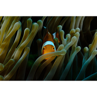 Nemo Anemonie