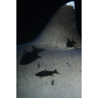 Shark's Fin