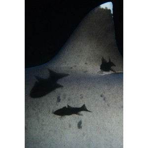 Shark's Fin