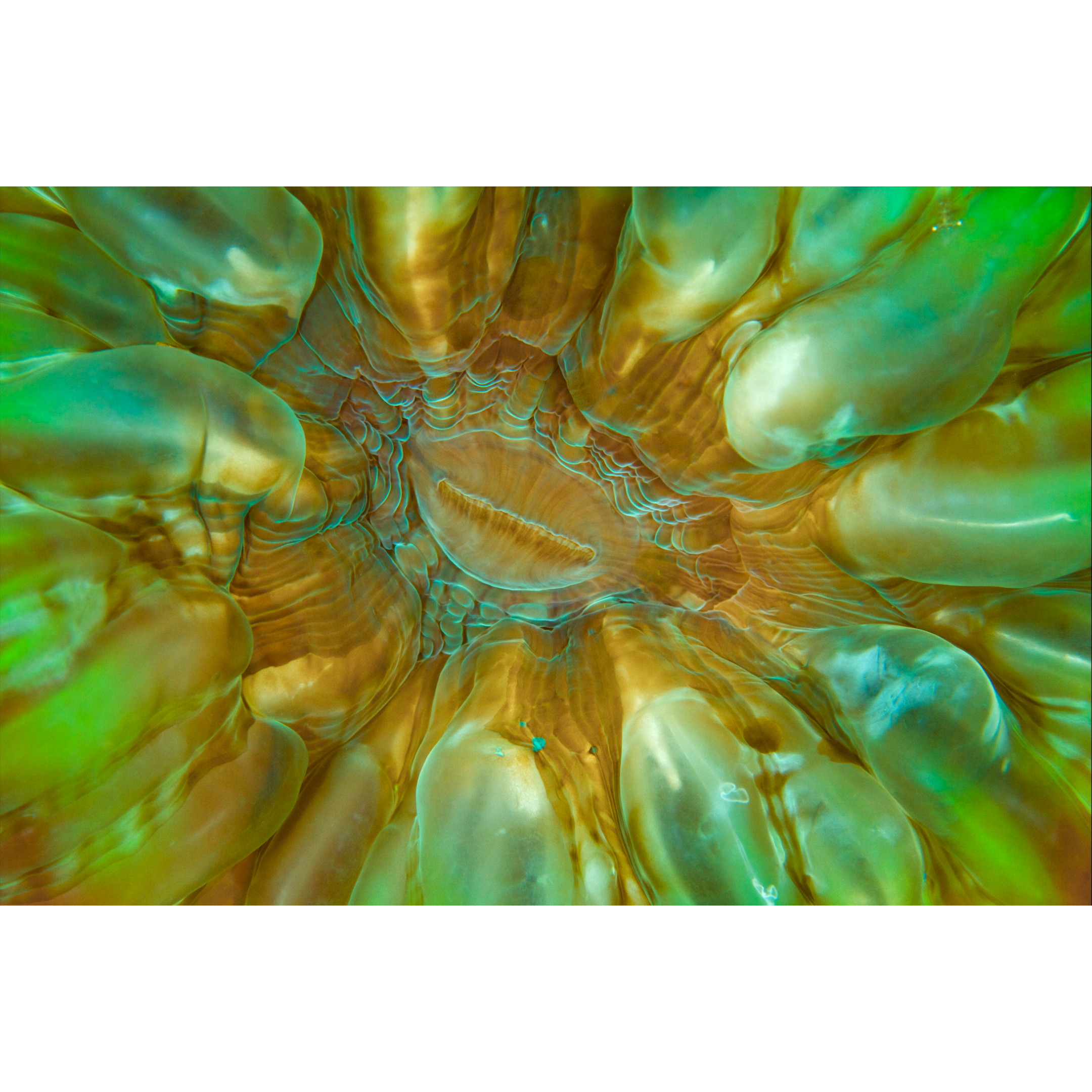 Coral Polyp – GMW Trading Inc. (F8 Photo)