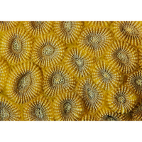 Boulder Coral