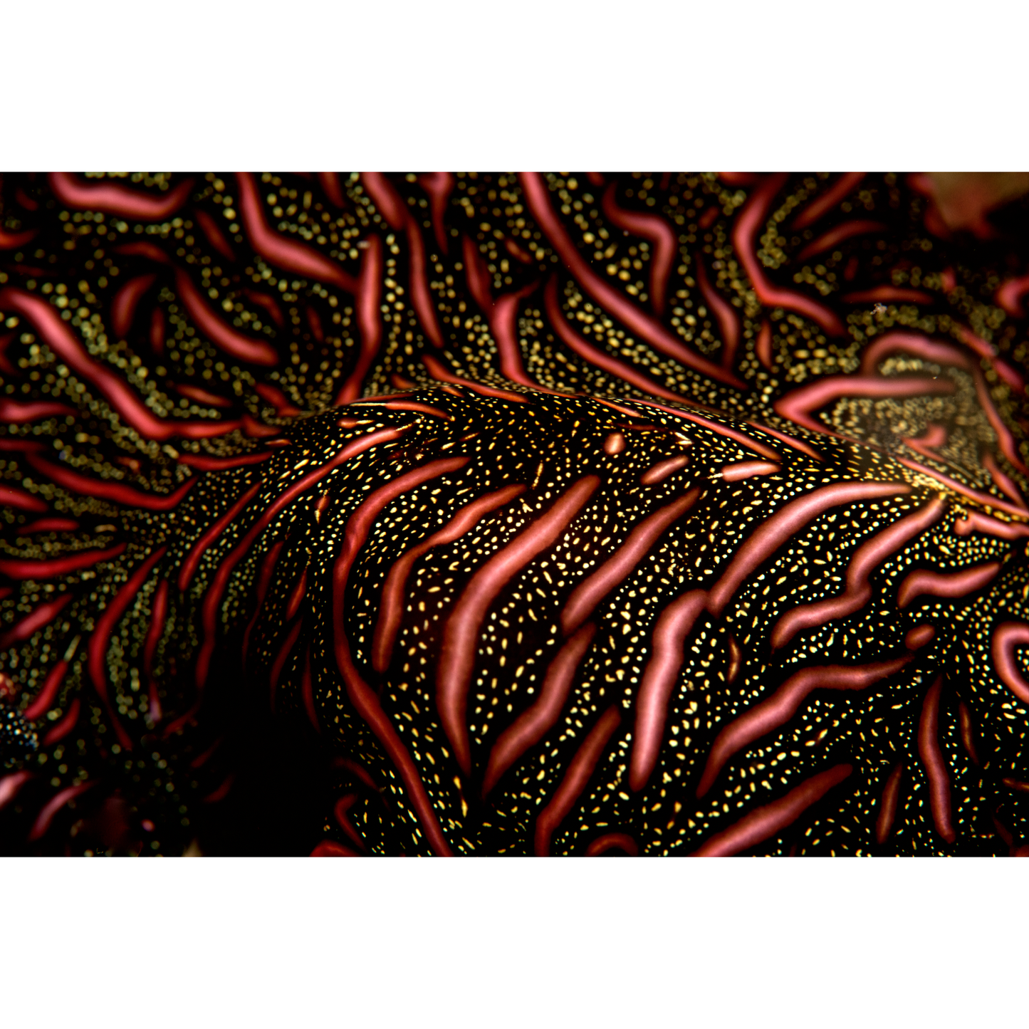 Persian Carpet Flatworm