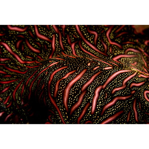 Persian Carpet Flatworm