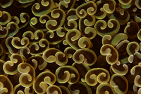 Euphyllia Coral