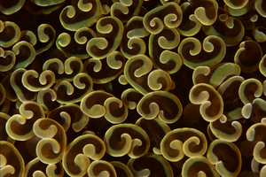 Euphyllia Coral